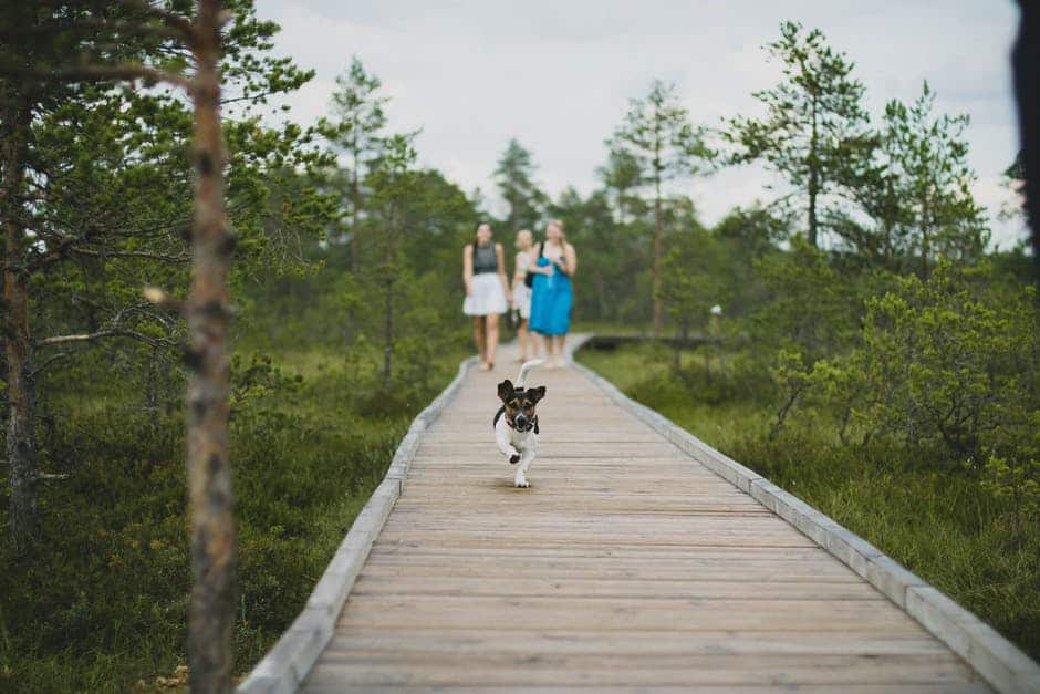 Dog running on park brige